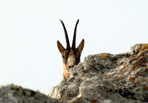 Camoscio d''Abruzzo Rupicapra pyrenaica ornata